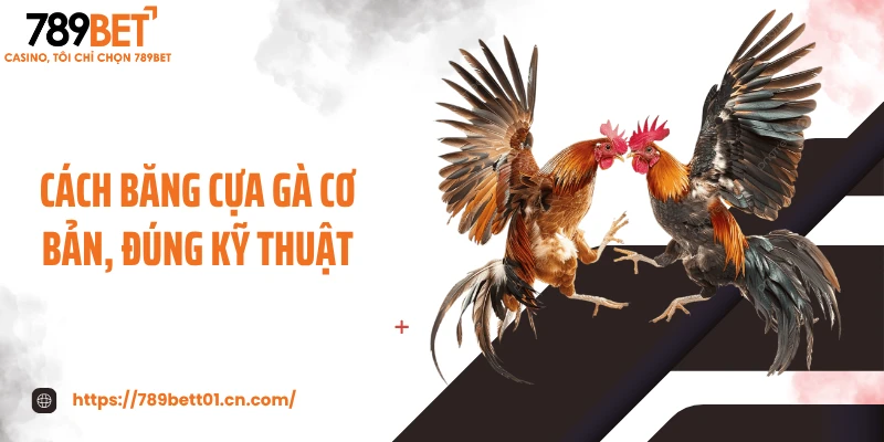 Cách băng cựa gà cơ bản, đúng kỹ thuật