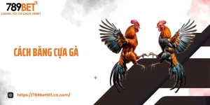 Cách Băng Cựa Gà Chuẩn - Bí Quyết Đâm Chuẩn, Không Tuột Dây