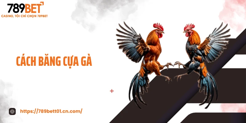 Cách Băng Cựa Gà Chuẩn - Bí Quyết Đâm Chuẩn, Không Tuột Dây