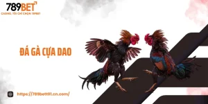 Đá Gà Cựa Dao - Màn Đấu Sinh Tử Tốc Độ, Chọi Kê Đã Mắt