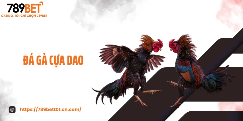 Đá Gà Cựa Dao - Màn Đấu Sinh Tử Tốc Độ, Chọi Kê Đã Mắt