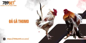 Đá Gà Thomo - Sới Đấu Huyền Thoại, Thắng Thua Phút Chốc