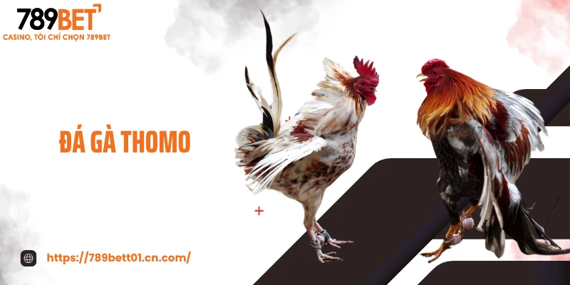 Đá Gà Thomo - Sới Đấu Huyền Thoại, Thắng Thua Phút Chốc