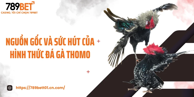 Nguồn gốc và sức hút của hình thức đá gà thomo