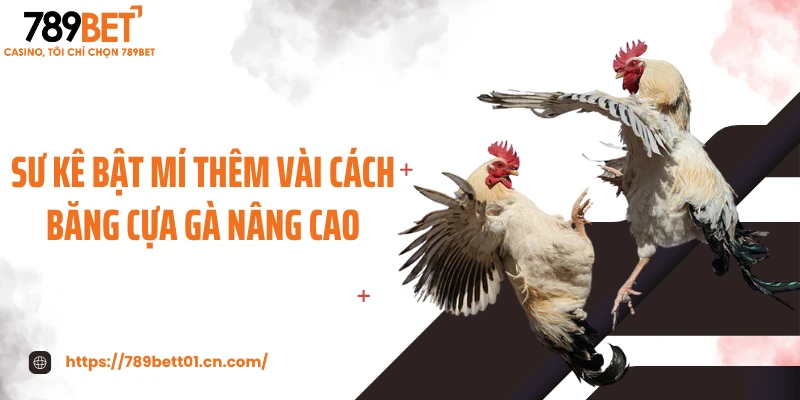 Sư kê bật mí thêm vài cách băng cựa gà nâng cao