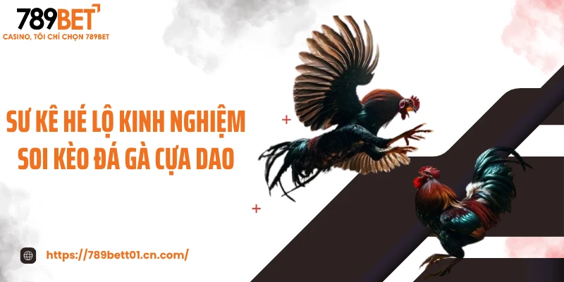 Sư kê hé lộ kinh nghiệm soi kèo đá gà cựa dao