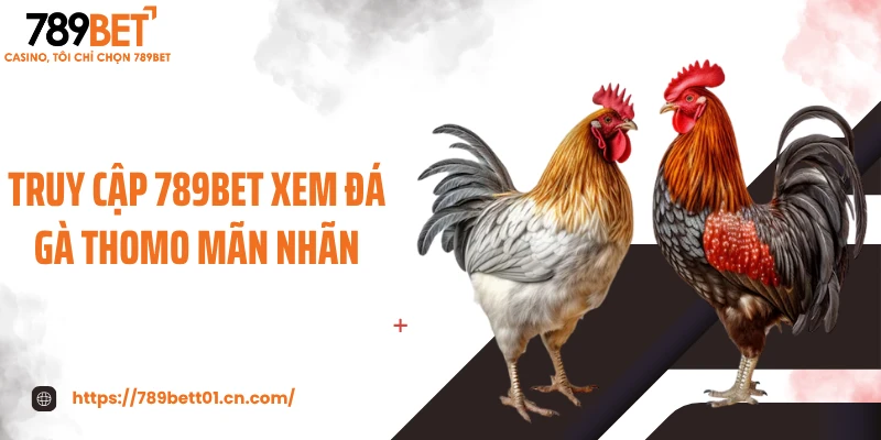 Truy cập 789BET xem đá gà thomo mãn nhãn